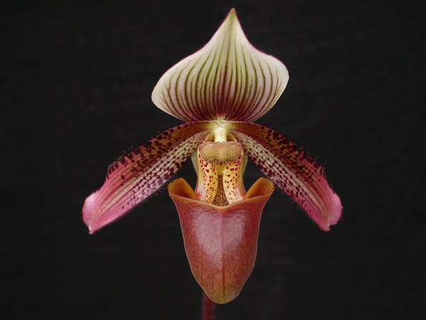 File:Paphiopedilum ciliolare.jpg