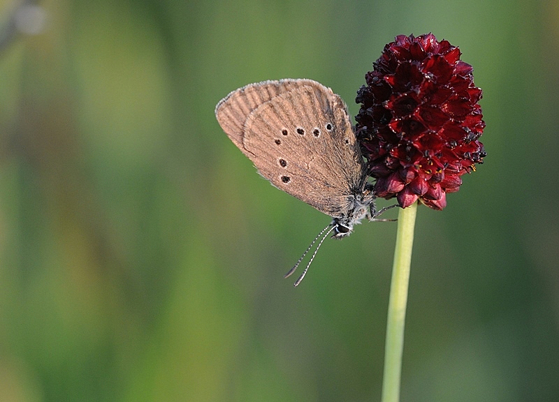 File:Phengaris nausithous 01.jpg