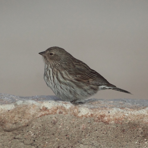 File:Phrygilus unicolor-Plumbeous sierra finch (Female).jpg