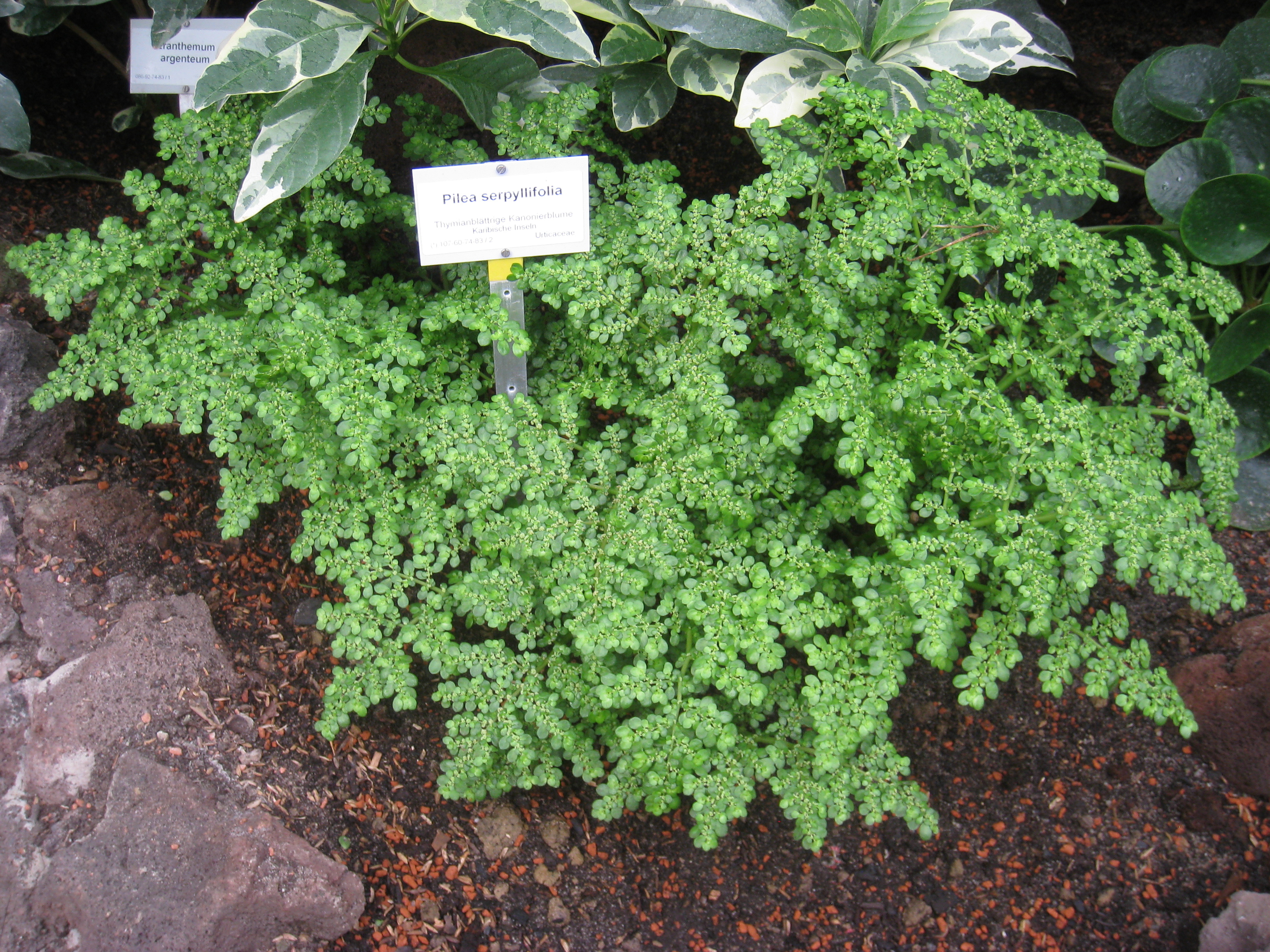 Pilea serpyllifolia - Berlin Botanical Garden - IMG 8711.JPG