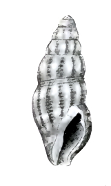 <i>Pilsbryspira albiguttata</i> Species of gastropod