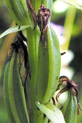 File:Platanthera bifolia20090812 025-2.jpg