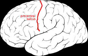 Precentral sulcus Part of the human brain