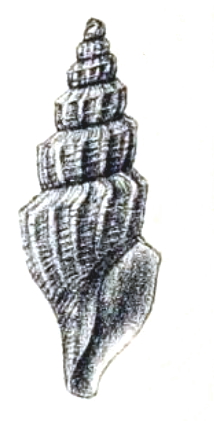 <i>Propebela angulosa</i> Species of gastropod