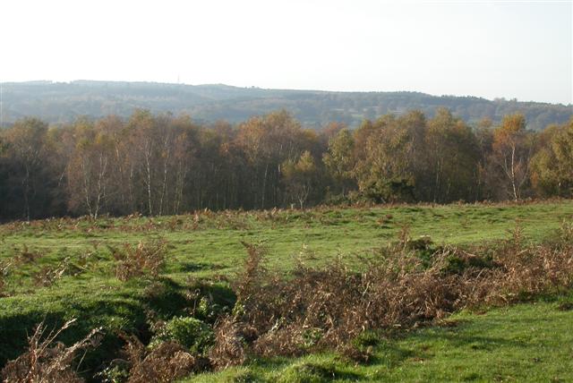 Puttenham Common - geograph.org.uk - 81623