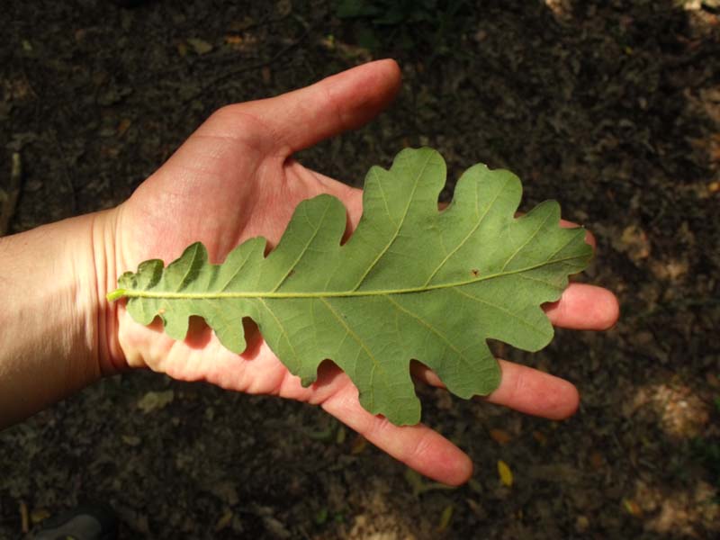 File:Quercus frainetto Capocotta leaf 2.jpg