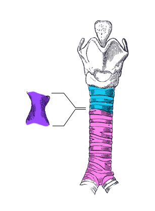 File:Résection anastomose trachée.jpg