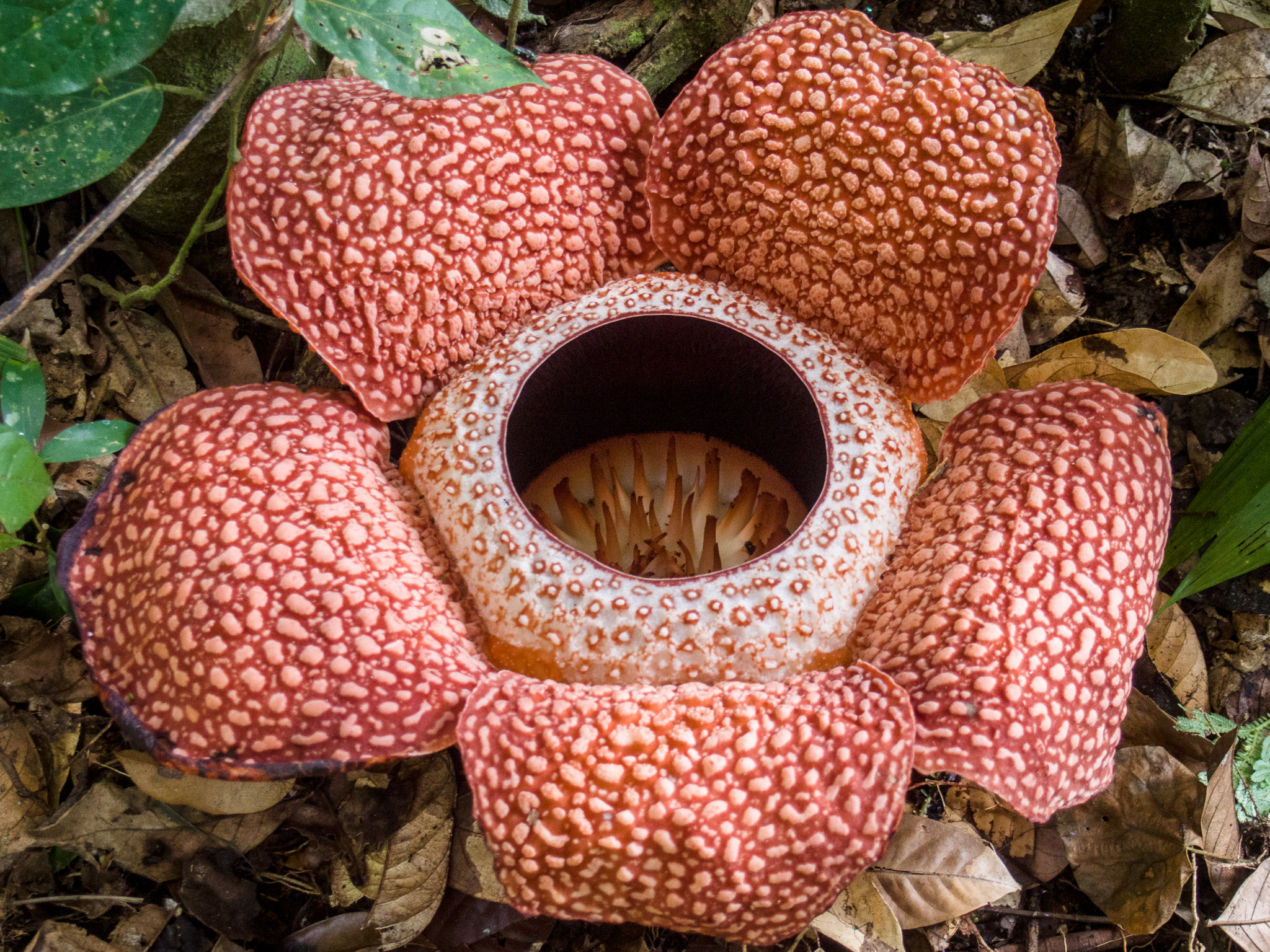 rafflesia vileplume