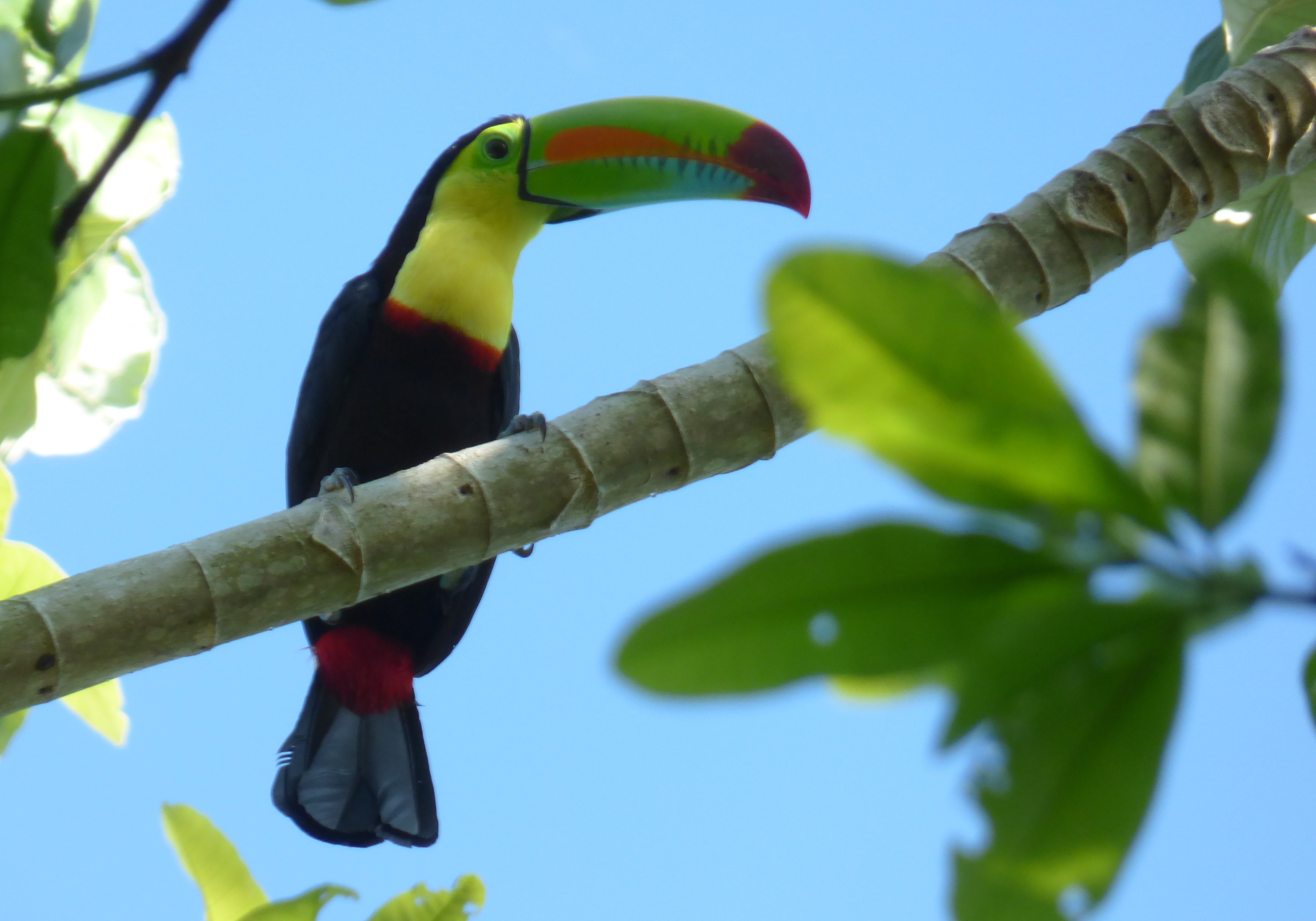 Тукан Шри Ланка. Изумрудный Тукан. Ramphastos sulfuratus. Сосна Тукан.