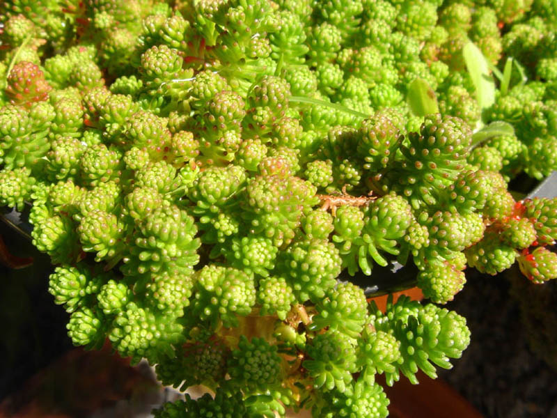 File:Sedum lydium 2.JPG