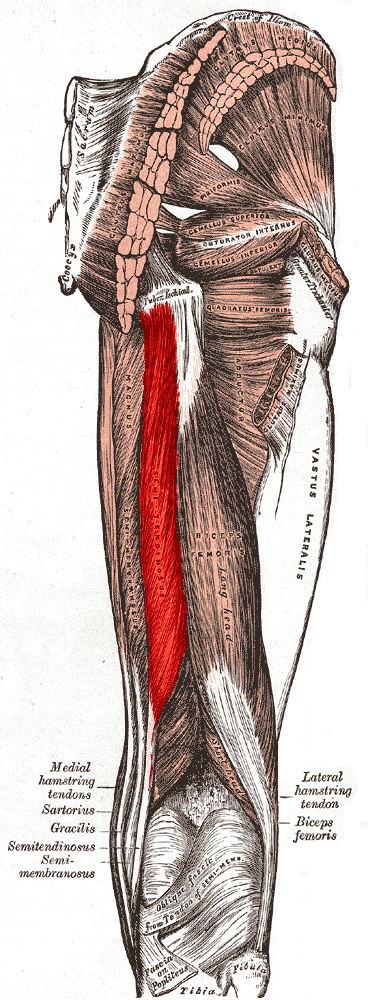 semitendinosus muscle