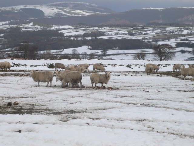 File:Sheep, Hiraethog hills - geograph.org.uk - 1161040.jpg