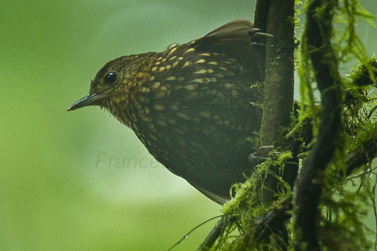 File:Spotted Barbtail - South Ecuador S4E8606 (16725929956) (cropped).jpg