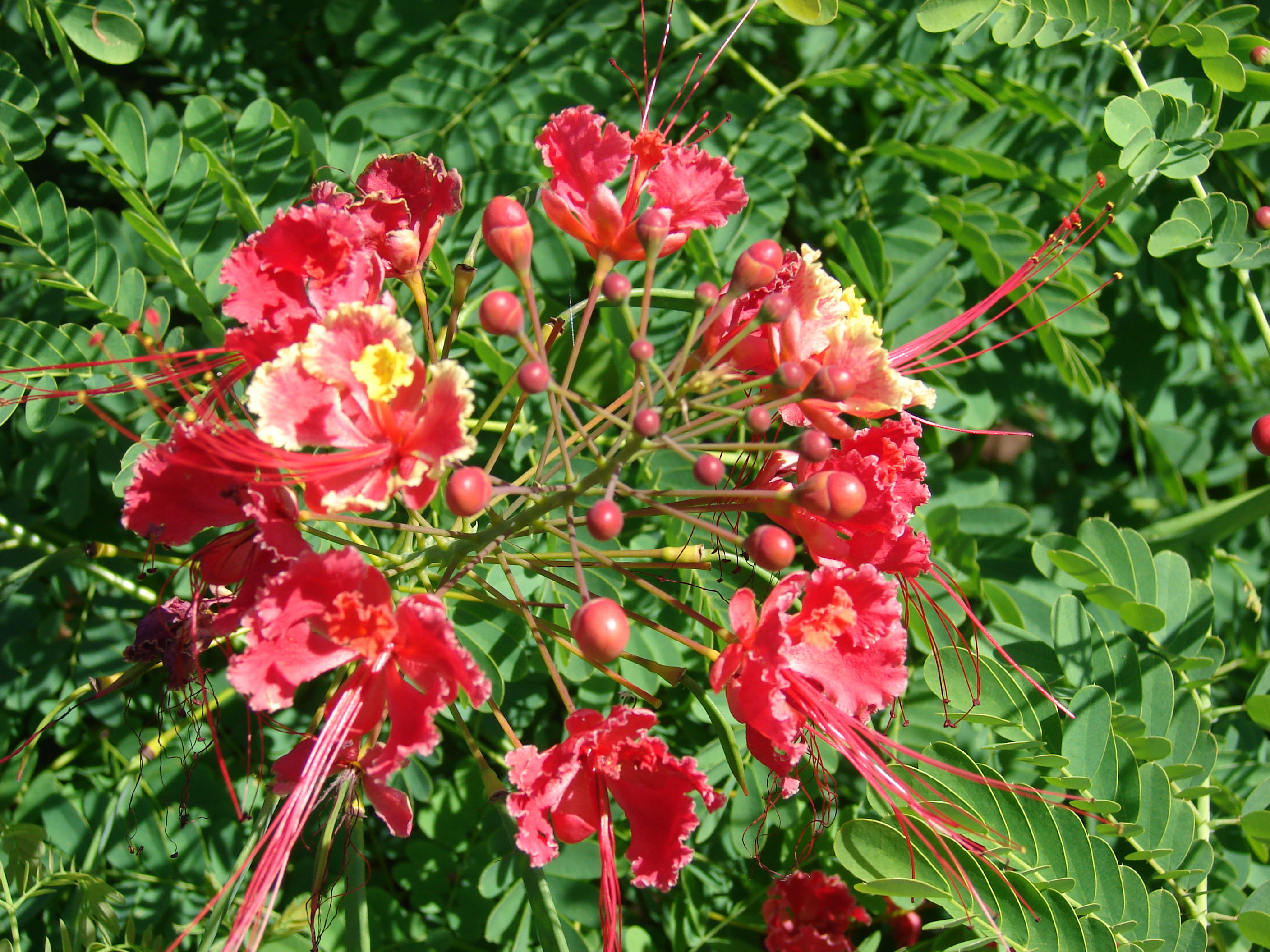 User:FlickreviewR 2. Starr-061111-1571-Caesalpinia pulcherrima-flowers-Puka...