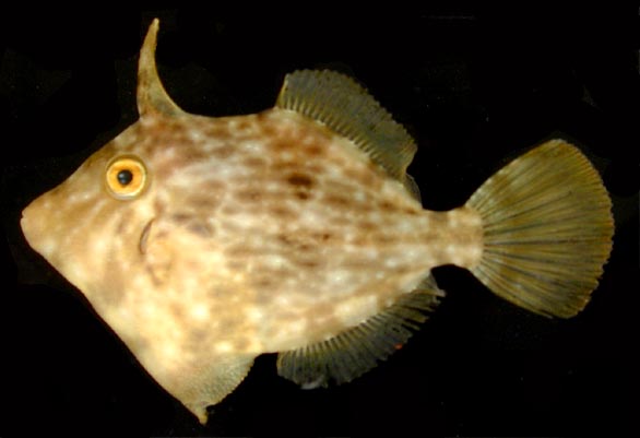 File:Stephanolepis hispidus.jpg