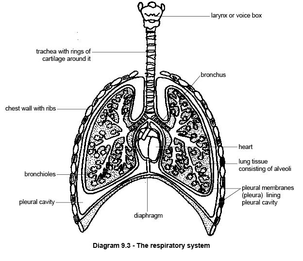 mammal respiratory system