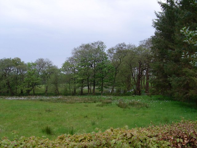 File:Through the trees to Caldarvan Loch - geograph.org.uk - 828314.jpg