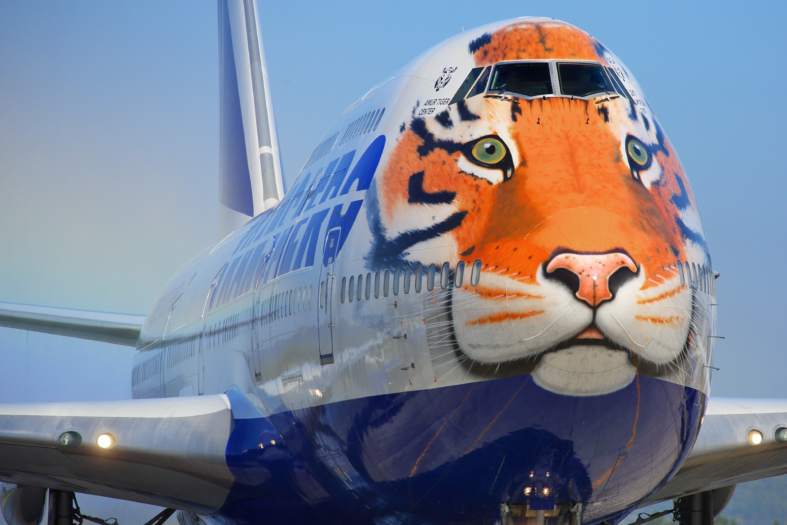Boeing 747 Трансаэро тигр