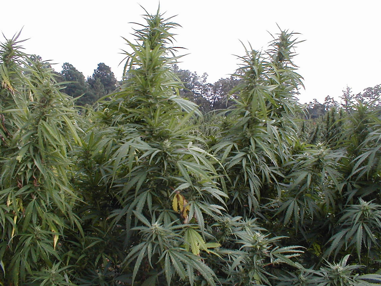 Image result for medical marijuana thailand