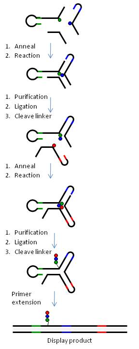 Fig. 6 YoctoReactor library assembly. Stepwise assembly of a DEL library using YoctoReactor technology. A 3-way reactor is shown here. (a) Position 1 (P1) and P2 BB are brought into proximity and undergo a chemical reaction in the presence of a helper oligonucleotide in P3. (b) The structure is purified by polyacrylamide gel electrophoresis (PAGE), the P1 and P2 DNA is ligated and the P2 linker is cleaved. (c) P3 BB is annealed to the P1-P2 ligation product from step b, and a chemical reaction between P2 and P3 BBs takes place. (d) The reaction product is purified by PAGE, the DNA is ligated and P3 linker is cleaved yielding a compound (OOO) covalently attached to the folded yR. (e) The yR is dismantled by primer extension yielding a double-stranded display product exposing the reaction product for selection and molecular evolution. Yoctoreactor library assembly wiki3.JPG