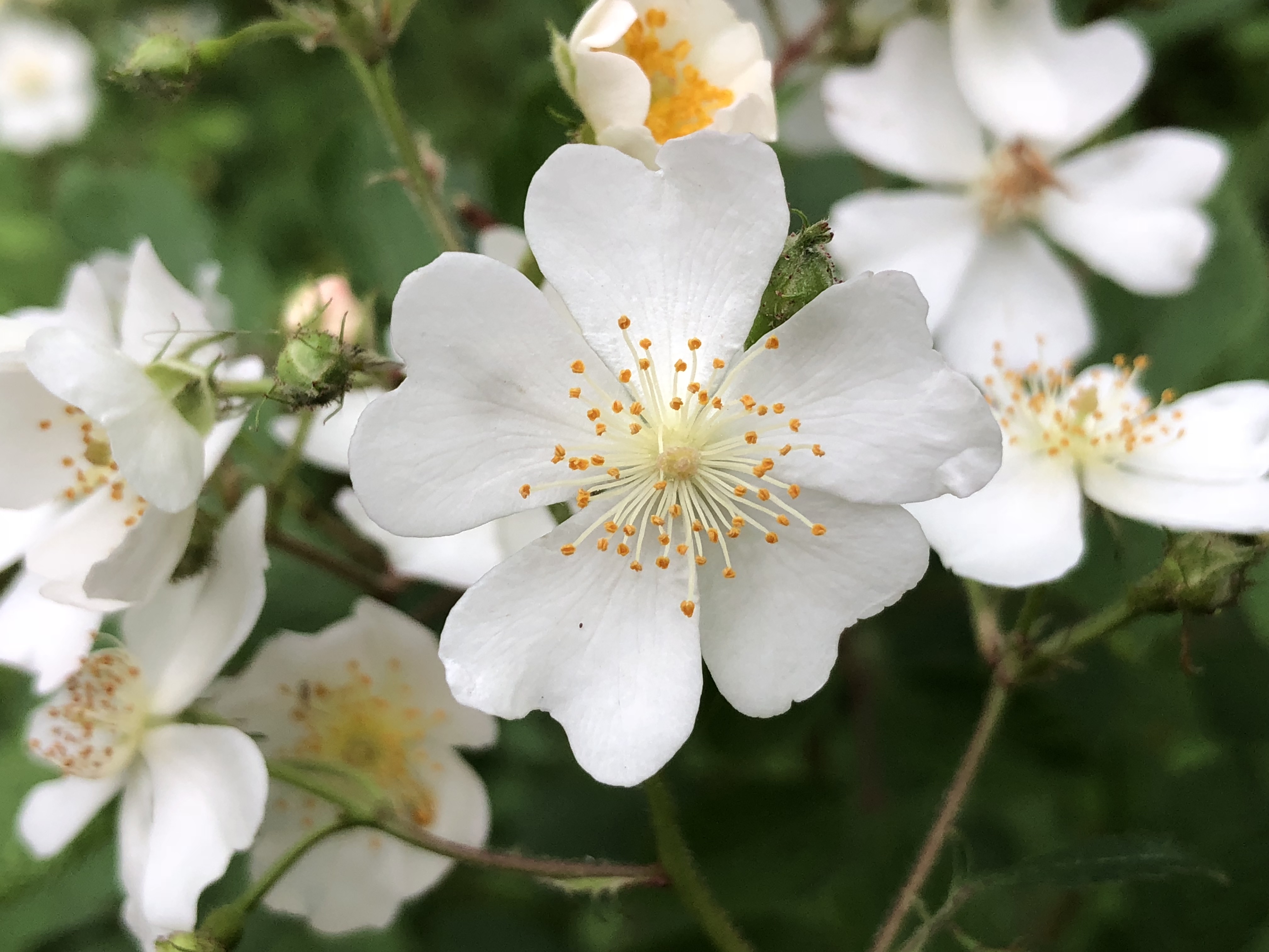 multiflora rose plants