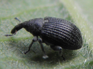 <i>Anoplus</i> Genus of beetles