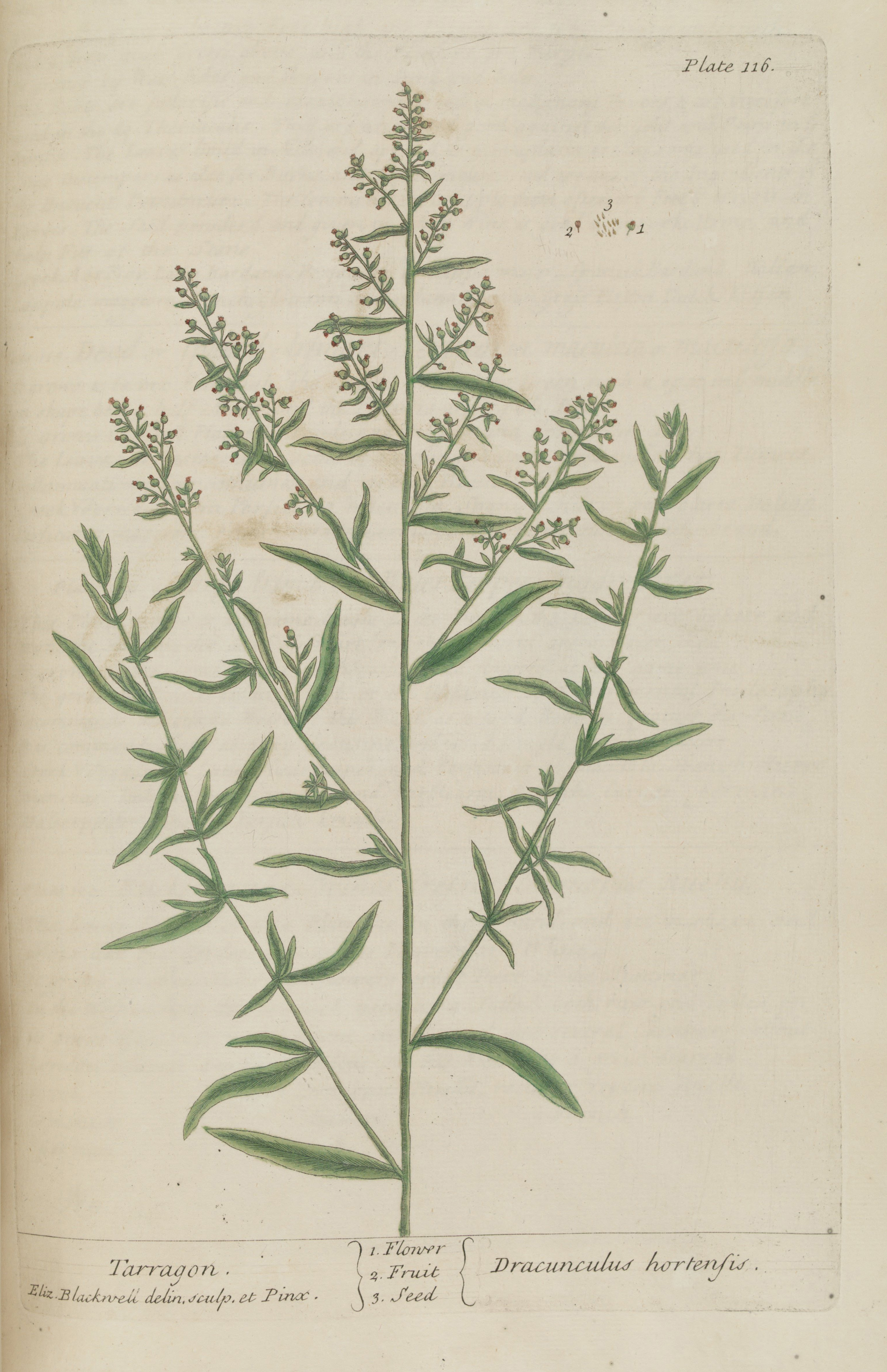 File:Artemisia annua sl18.jpg - Wikimedia Commons