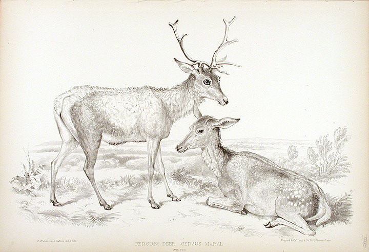 File:Benjamin Waterhouse Hawkins-Persian Deer, Cervus Maral, couple, winter.jpg
