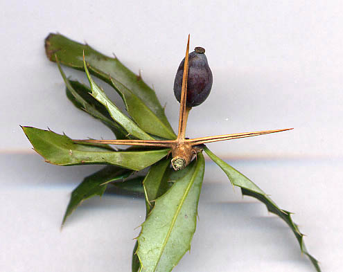 File:Berberis gagnepainii thorn.jpg
