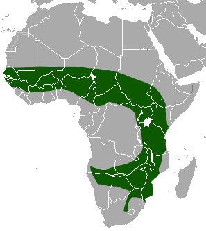 The average adult size of a Bicolored musk shrew is  (0' 3