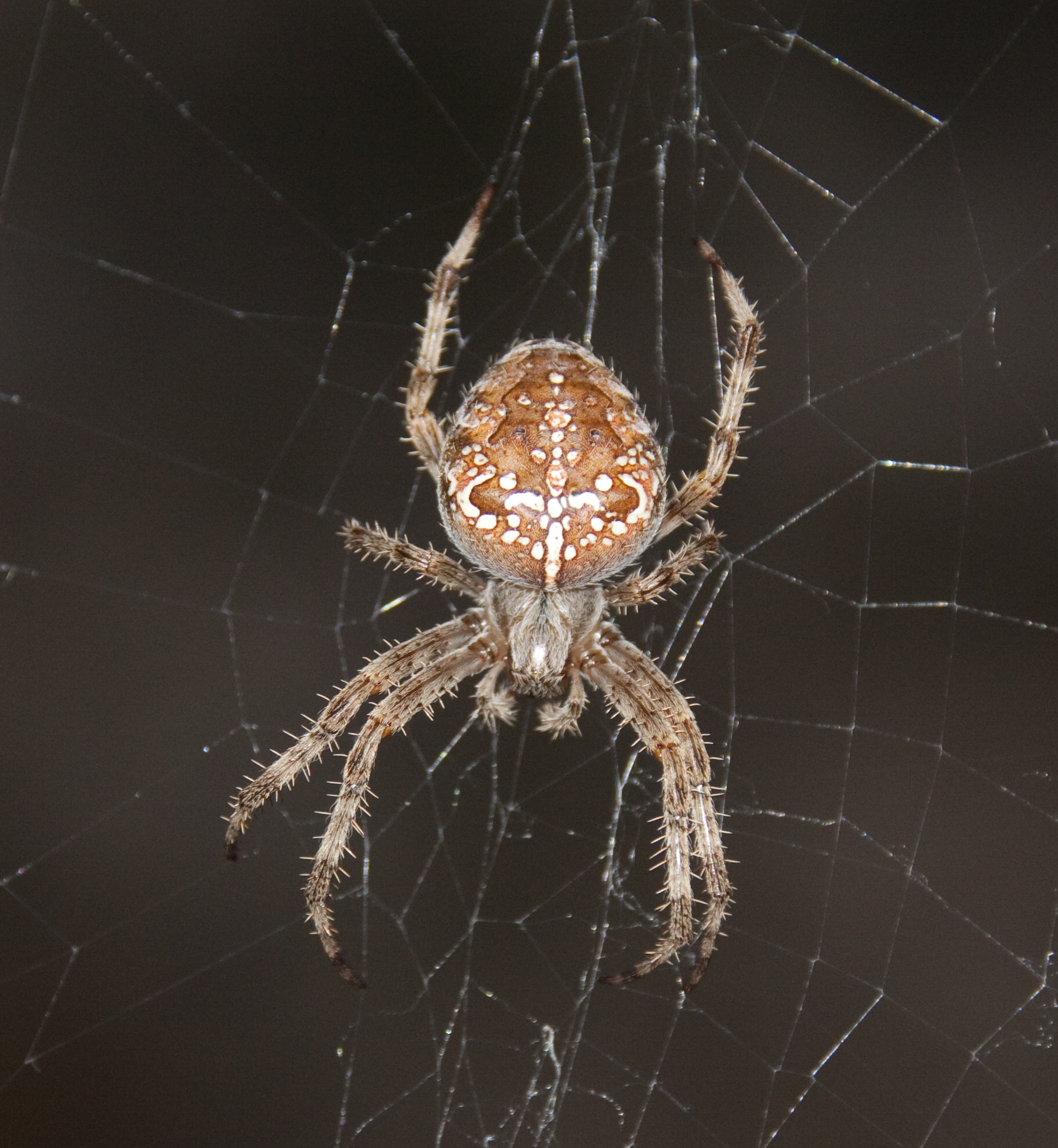 File Bosnian Garden Spider 4061293380 Jpg Wikimedia Commons