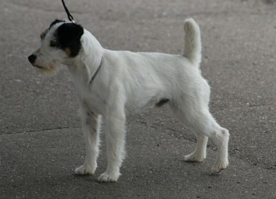 jack russell terrier black and white rough coat