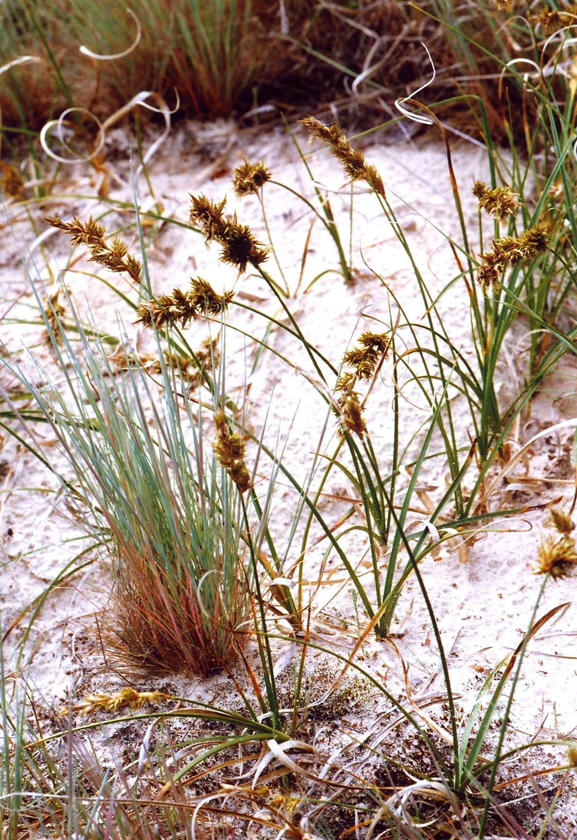 Carex Arenaria Wikipedia La Enciclopedia Libre