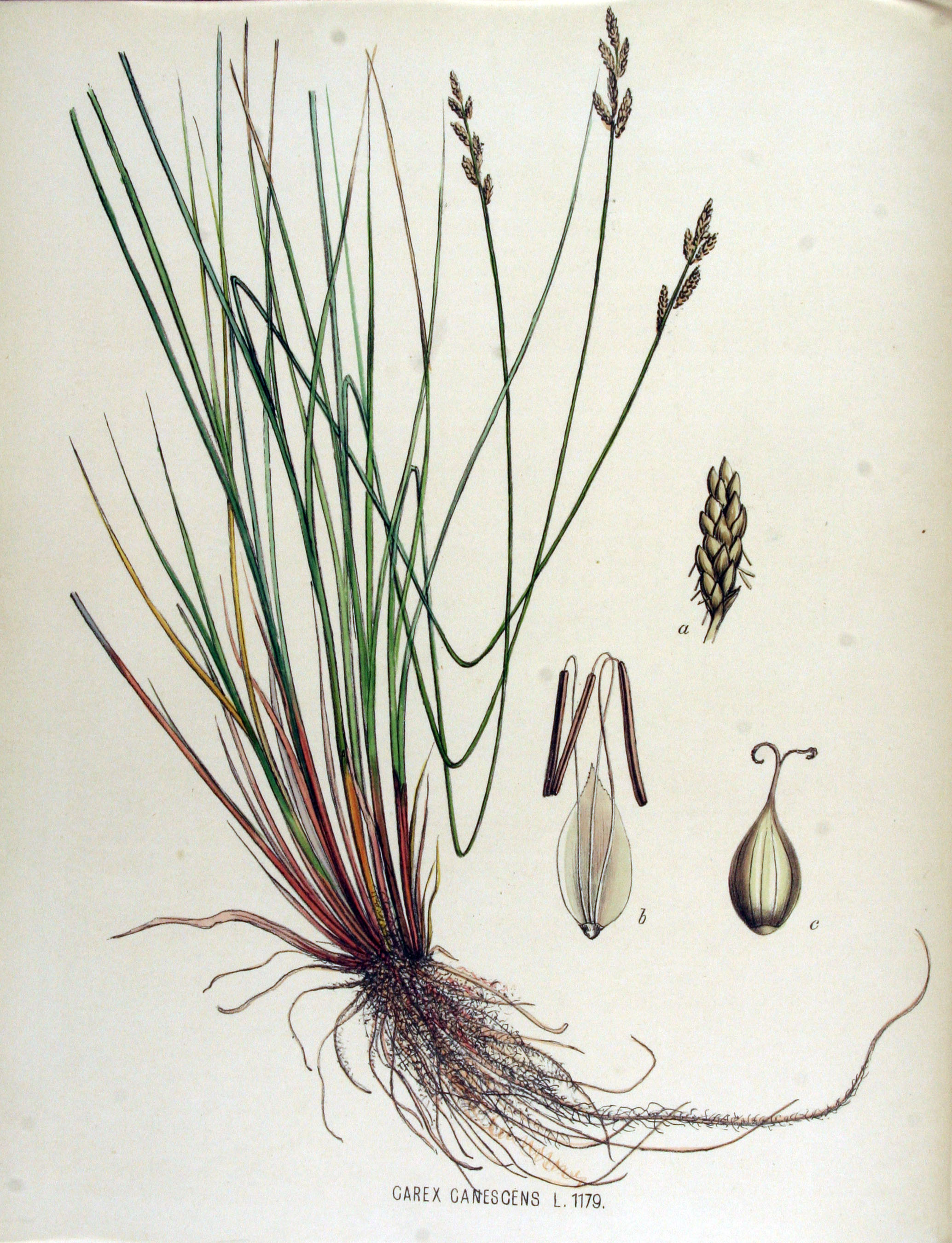 Carex canescens