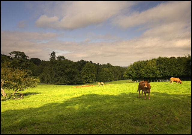 File:Cattle in Pasture in front of Sezincote House - geograph.org.uk - 1625879.jpg