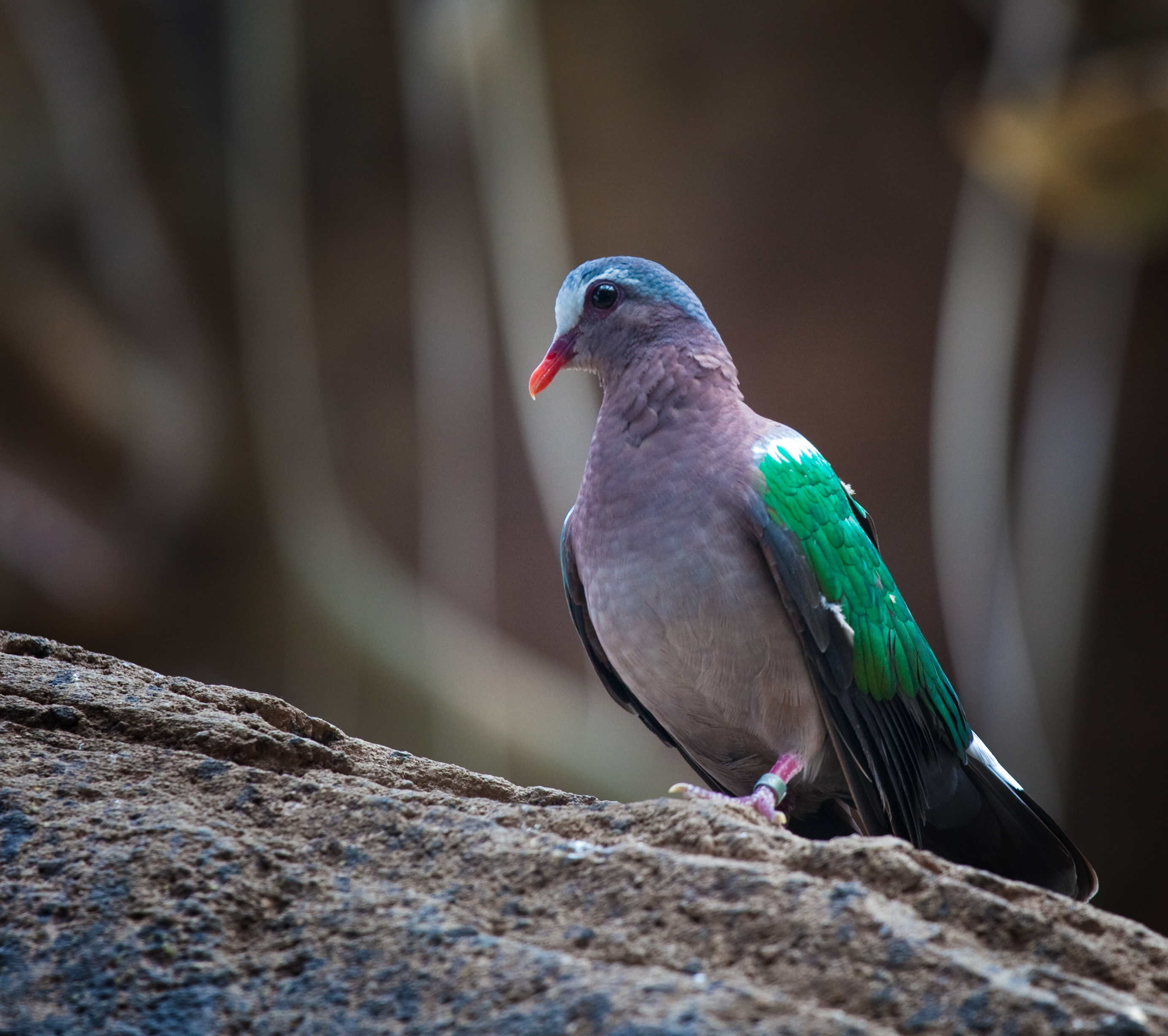 List Of Birds Of Tamil Nadu Wikipedia