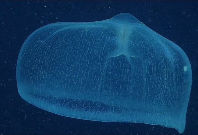 Cnido deepstaria jellyfish
