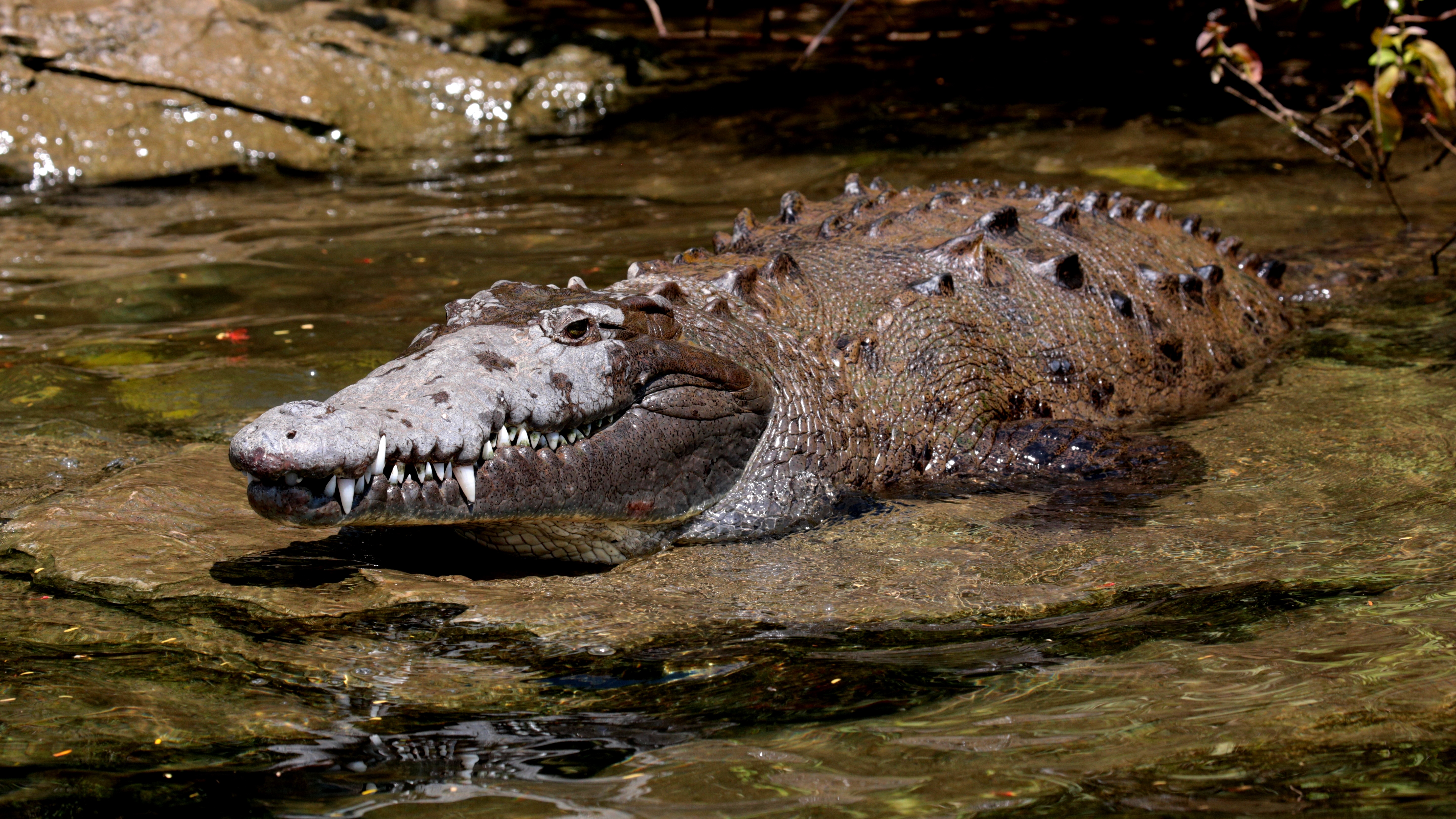 File:Cocodrilo Americano - panoramio (2).jpg - Wikimedia Commons