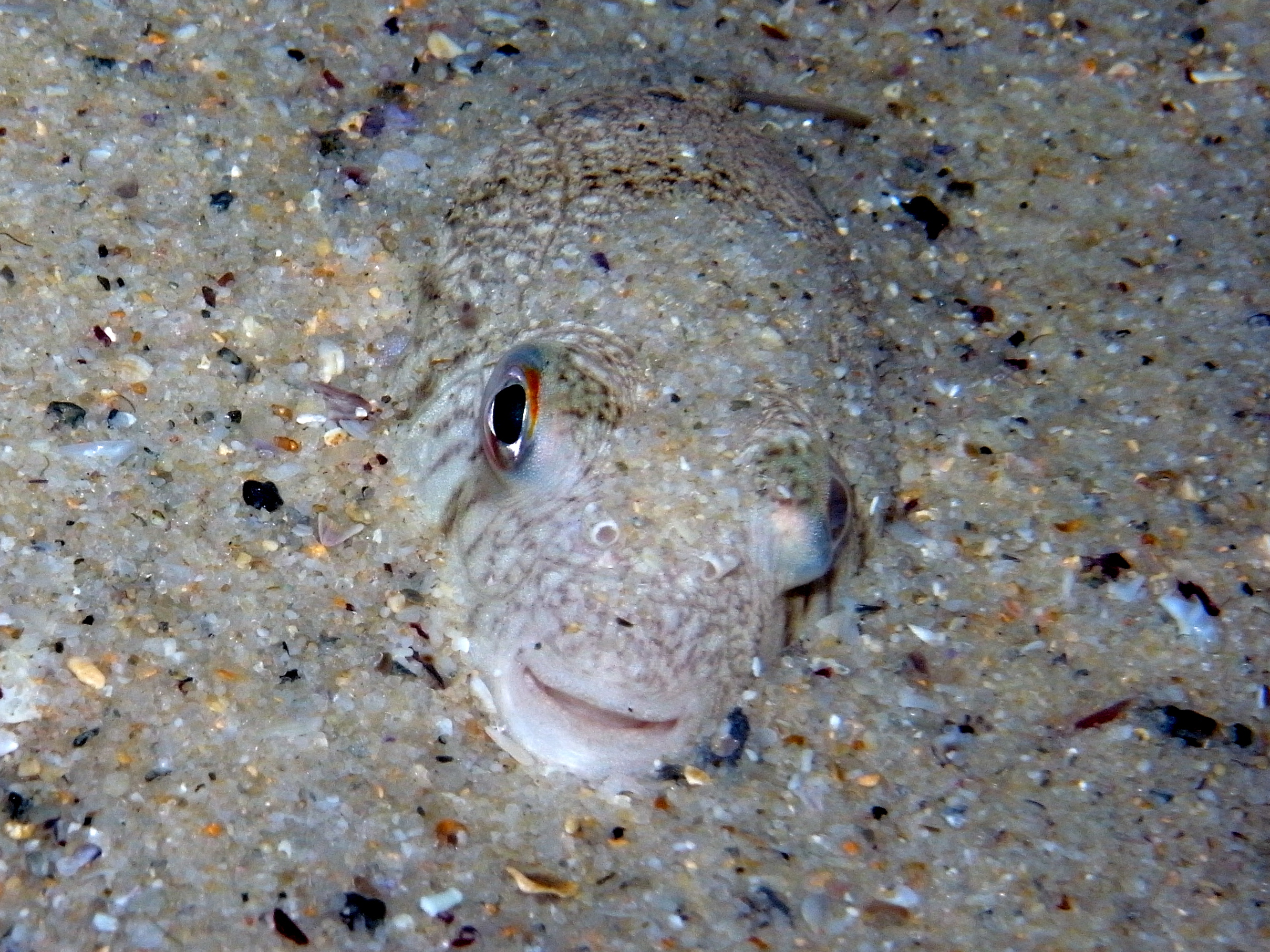 File:Common Toadfish-Tetractenos hamiltoni (16334614670).jpg - Wikimedia  Commons