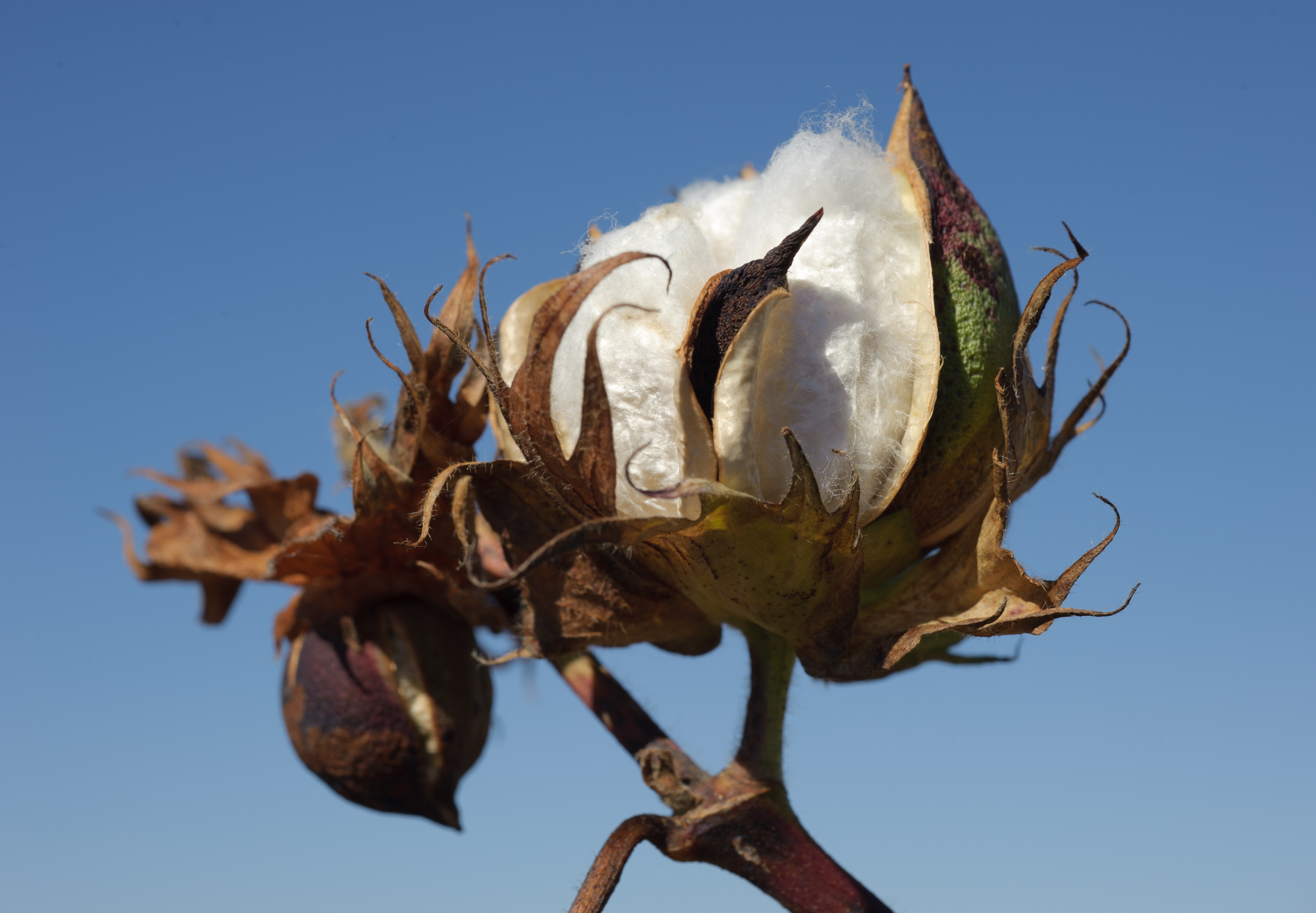 Proper timing of defoliation is important decision for cotton