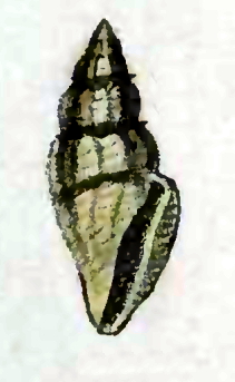 <i>Eucithara fasciata</i> Species of gastropod