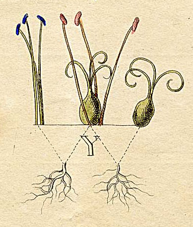 File:Ehret-Methodus Plantarum Sexualis-Y.jpg