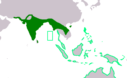 File:Esacus recurvirostris and Esacus magnirostris ranges.png