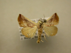 <i>Eublemma cinnamomea</i> Species of moth