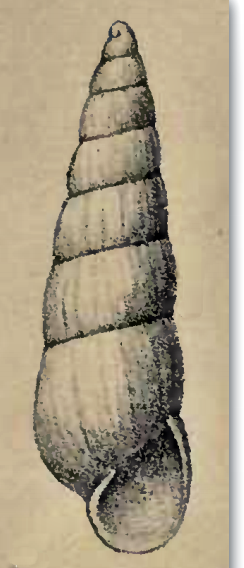 <i>Eulimella lissa</i> Species of gastropod