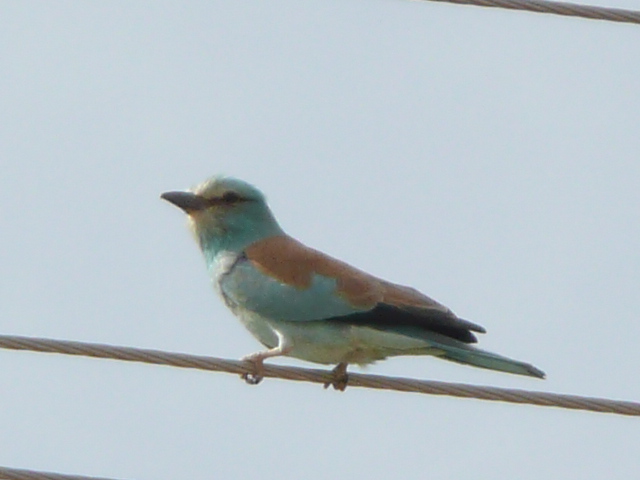 File:European Roller 1040225.jpg