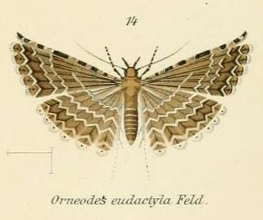 <i>Alucita eudactyla</i> Species of many-plumed moth in genus Alucita
