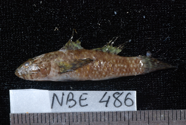 File:Fusigobius sp.jpg