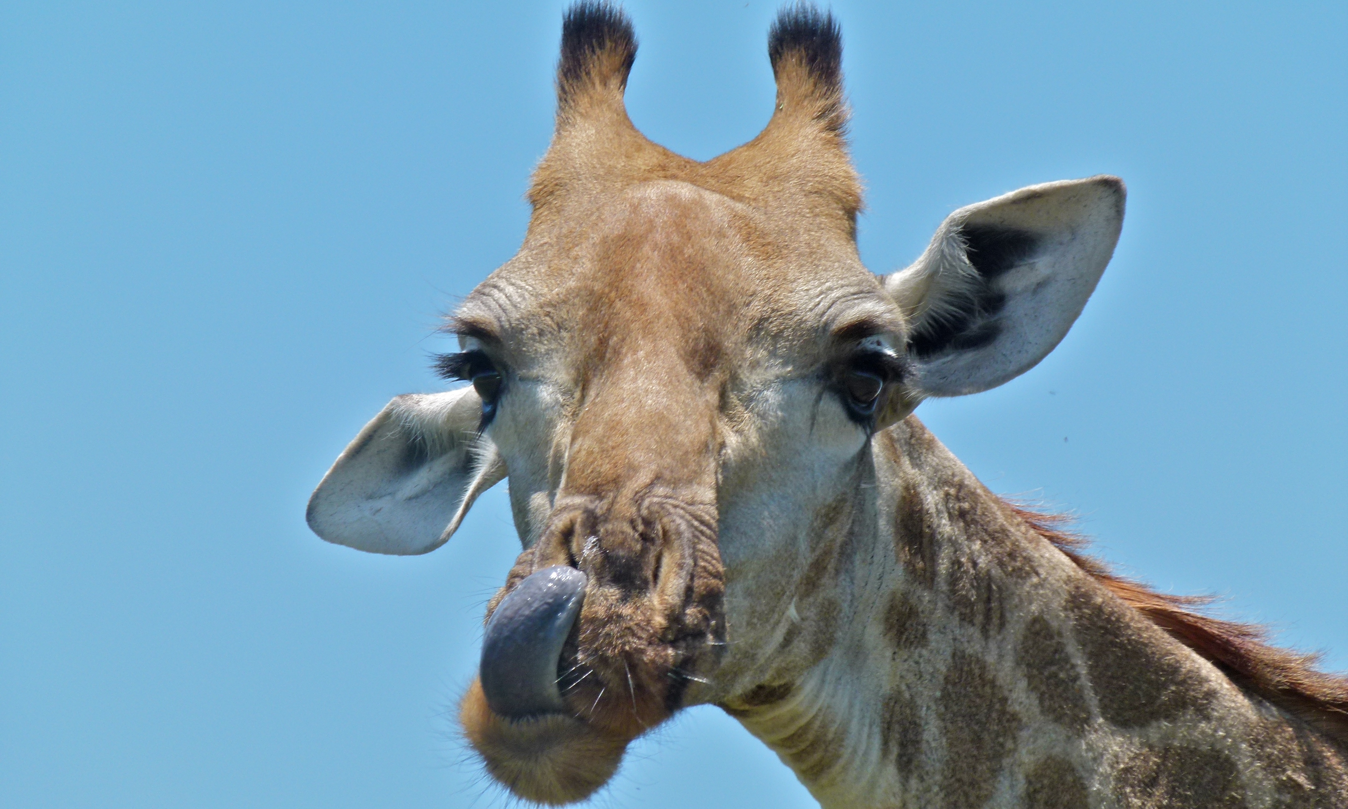 Giraffe (Giraffa camelopardalis) (6001858853).jpg