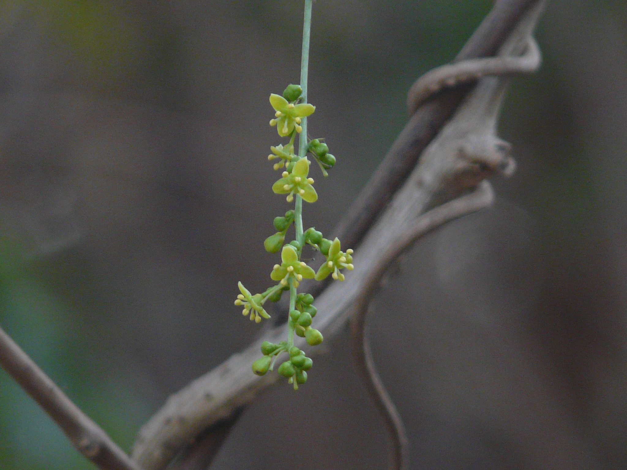 Тиноспора сердцелистная. Tinospora cordifolia. Гудучи растение.